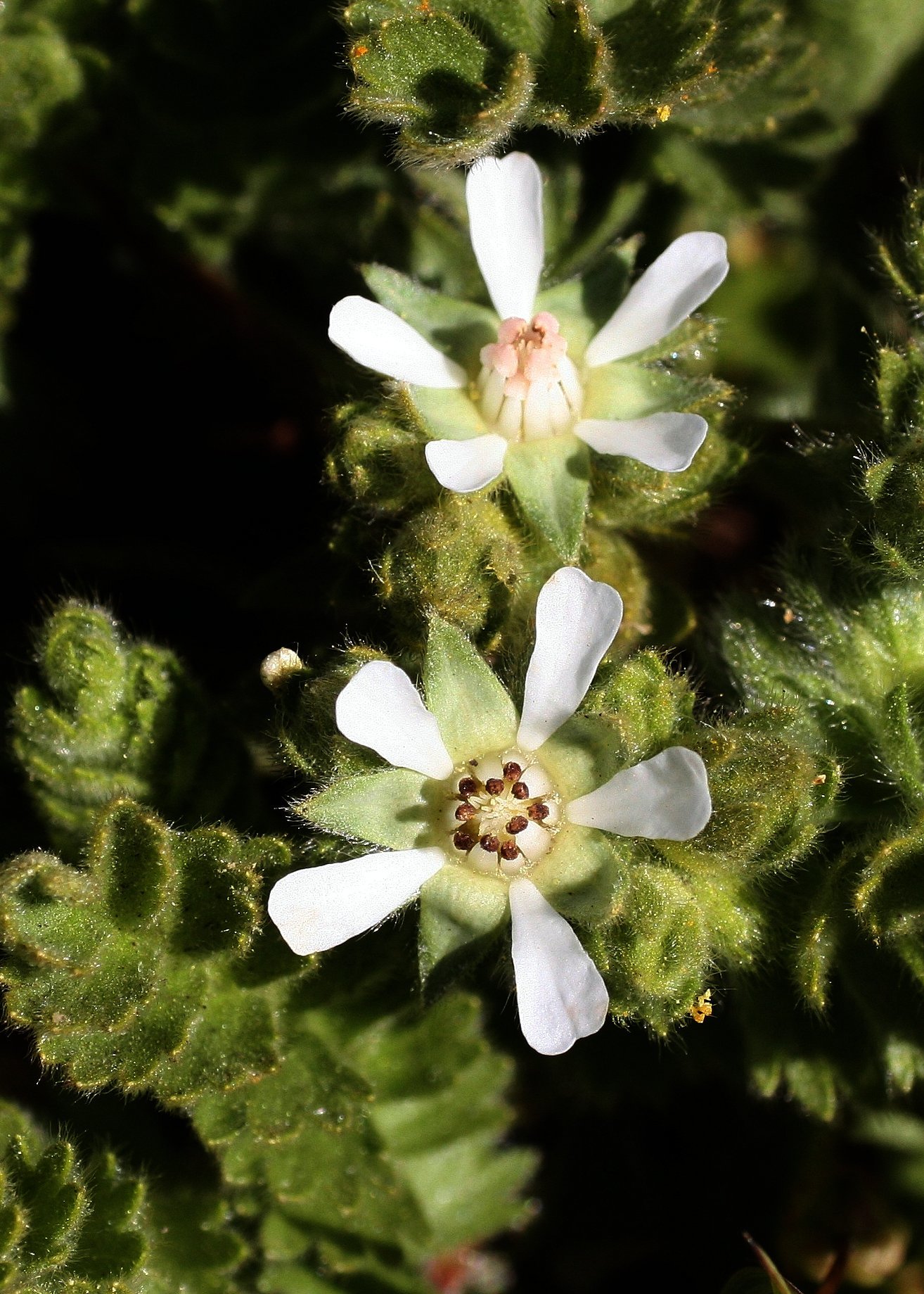 Horkelia marinensis