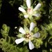 Horkelia marinensis - Photo (c) David Hofmann, algunos derechos reservados (CC BY-NC-ND)