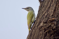 Picus canus