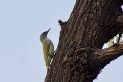 Picus canus
