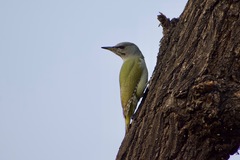 Picus canus