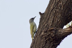 Picus canus