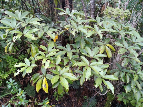 Neopanax laetus