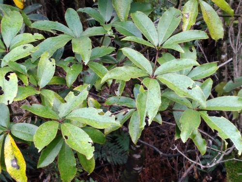 Neopanax laetus, photograph 1
