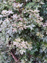 Pseudopanax discolor