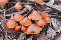 Cortinarius mastoideus