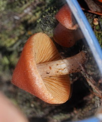 Cortinarius mastoideus