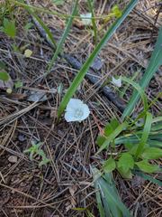 Calochortus minimus