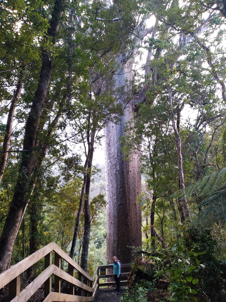 Agathis australis, Coromandel State Forest Park, NZ-WK-TC, NZ-WK, NZ
