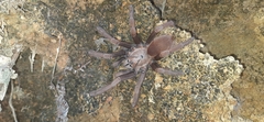 Thrigmopoeus truculentus