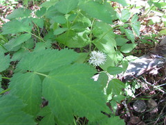 Actaea spicata