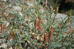 Astragalus bicristatus