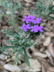 Glandularia chiricahensis