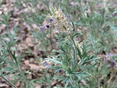 Glandularia chiricahensis