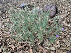 Glandularia chiricahensis