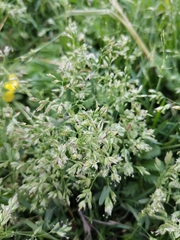 Poa humilis