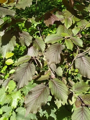 Corylus maxima
