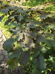 Corylus maxima