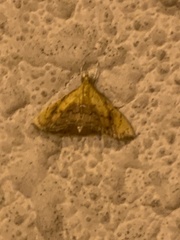Anania verbascalis