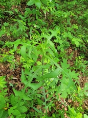 Lactuca hirsuta