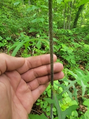 Lactuca hirsuta
