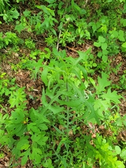 Lactuca hirsuta