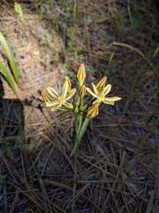Triteleia ixioides scabra
