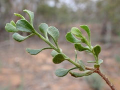 Olearia muelleri