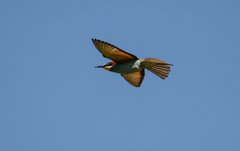 Merops apiaster