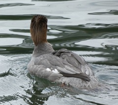 Mergus merganser