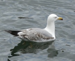 Larus michahellis