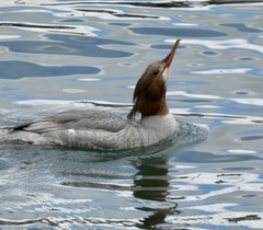 Mergus merganser