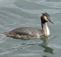 Podiceps cristatus