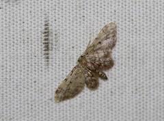 Idaea pervertipennis