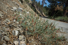Astragalus bicristatus