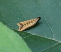 Dichomeris heriguronis