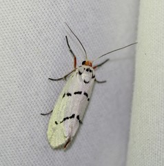 Enaemia atrolinea