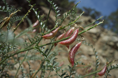 Astragalus bicristatus