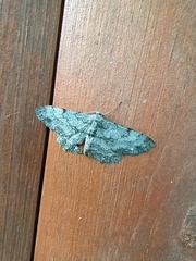 Hypomecis punctinalis