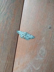 Hypomecis punctinalis