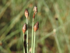 Fimbristylis tetragona