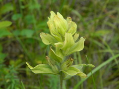 Castilleja lutescens