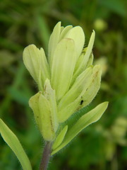 Castilleja lutescens