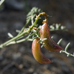 Astragalus bicristatus