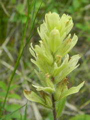 Castilleja lutescens