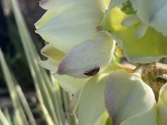 Caplothorax melanopterus