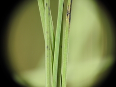 Fimbristylis tetragona