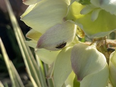 Caplothorax melanopterus