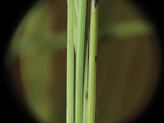 Fimbristylis tetragona