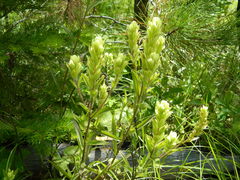 Castilleja lutescens